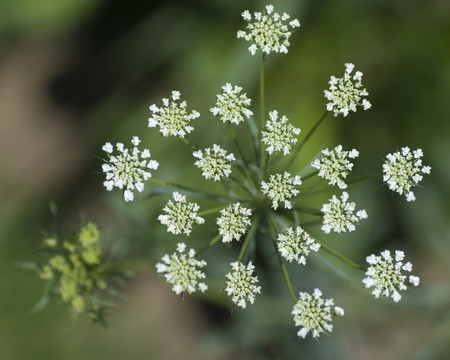 小花