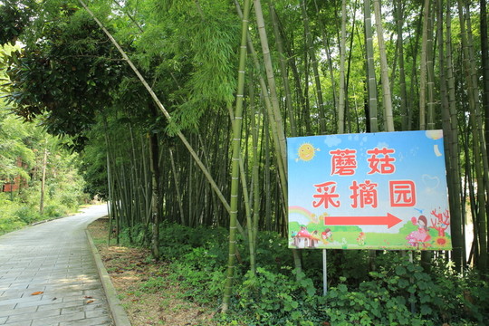 蘑菇采摘園