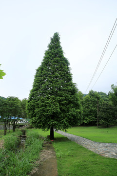 樹(shù)