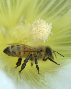 蜜蜂