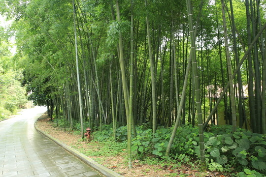 竹林