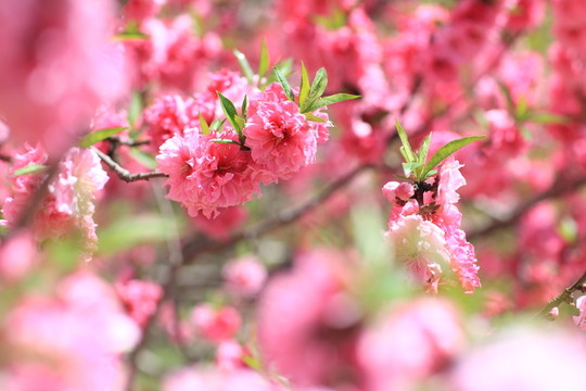 桃花