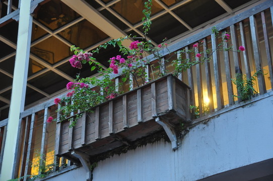 花卉盆栽