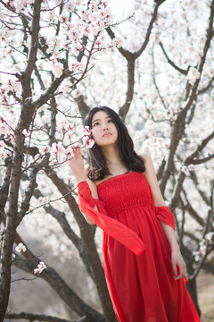 花樹(shù)下的女孩