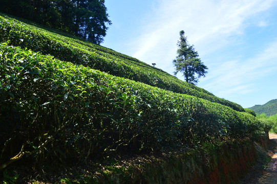 茶園