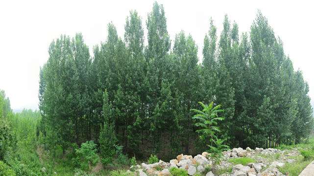 樹(shù)林  楊樹(shù)林