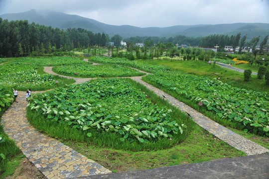 荷花園