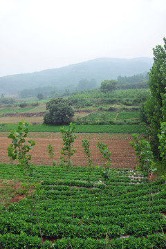 田地  農(nóng)田  田野