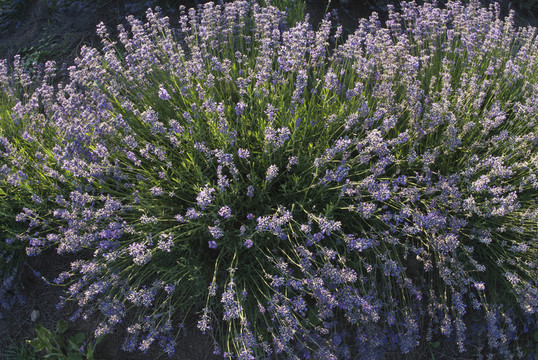 薰衣草