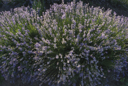 薰衣草