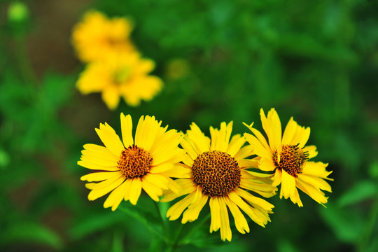 向陽花  花草