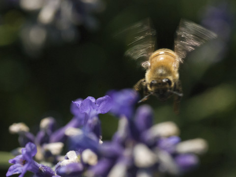 蜜蜂