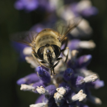 蜜蜂