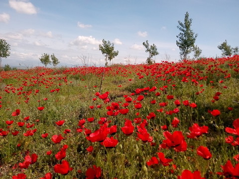 天山紅花