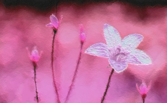 花卉裝飾畫