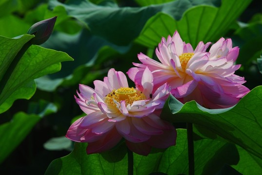 荷花  荷花高清