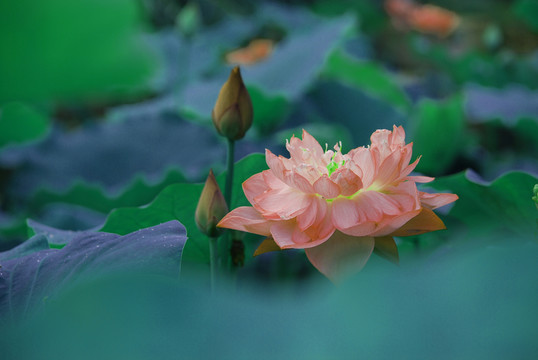 荷花