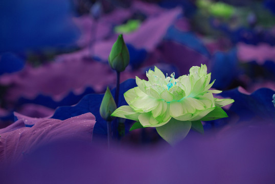 荷花