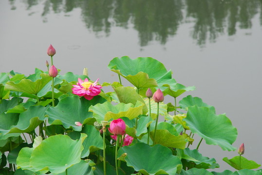 荷花