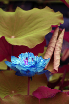 荷花