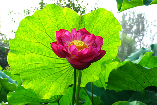 荷花 荷花園
