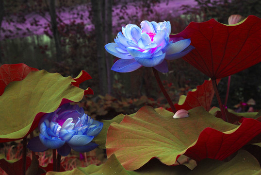 荷花