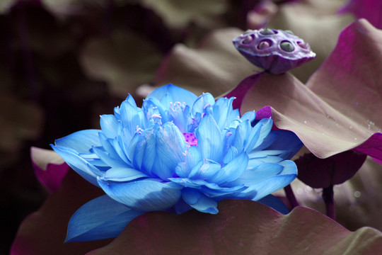 荷花