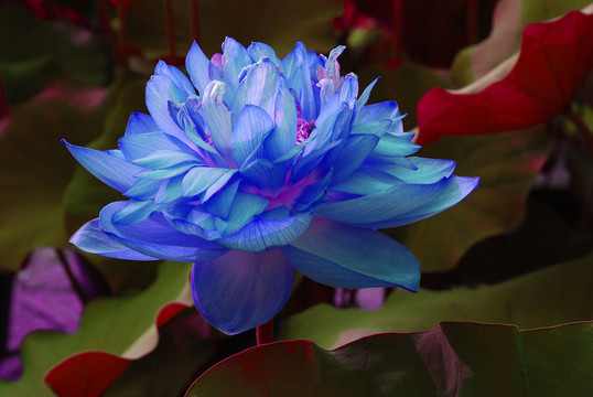 意趣荷花