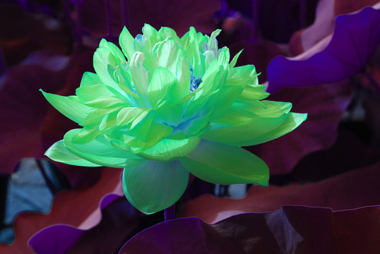 荷花
