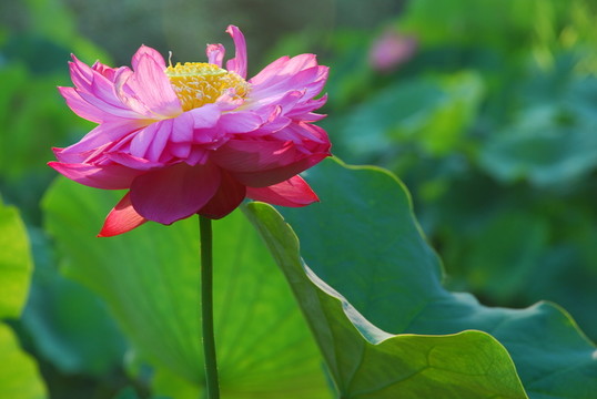 荷花  荷花池