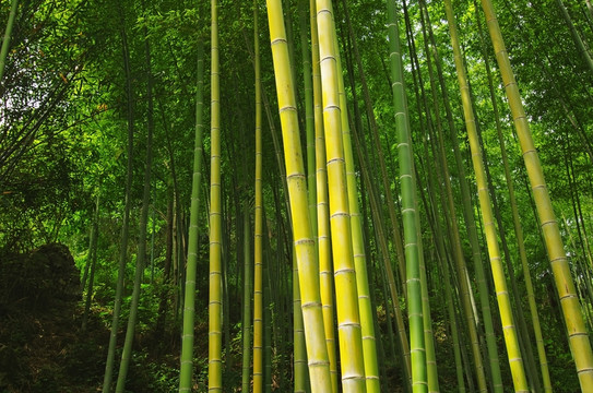 竹林 竹子