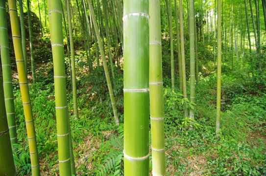 竹林 竹子
