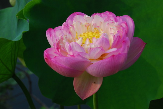 紅荷  荷花