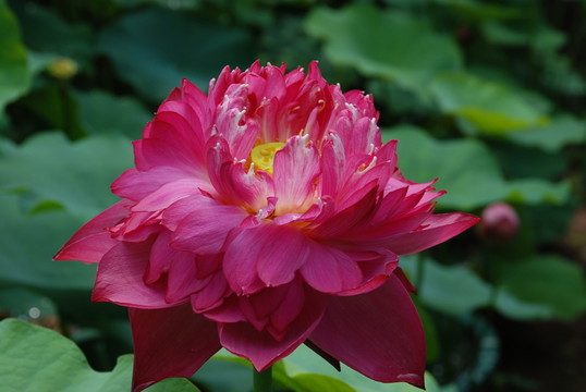 荷花  紅蓮