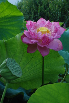 荷花