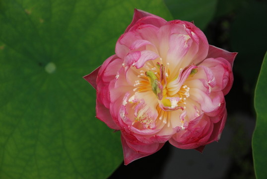 荷花  花草