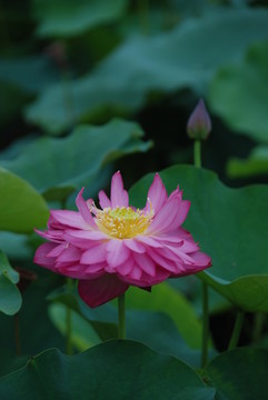 荷花攝影