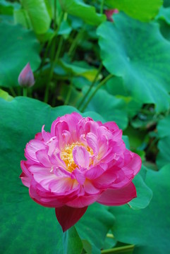 蓮花  紅蓮
