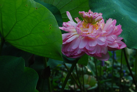 藕花  蓮花  荷葉