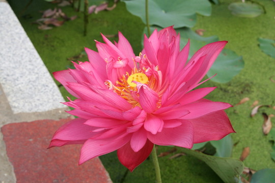 荷花