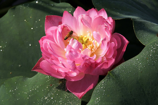 荷花