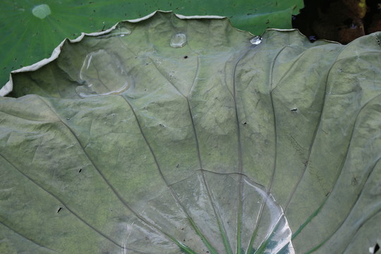 殘荷