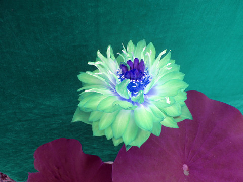 荷花