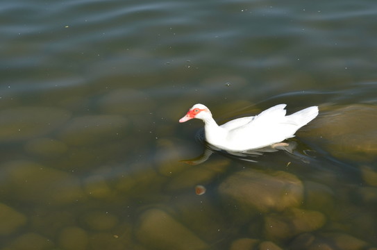 鵝
