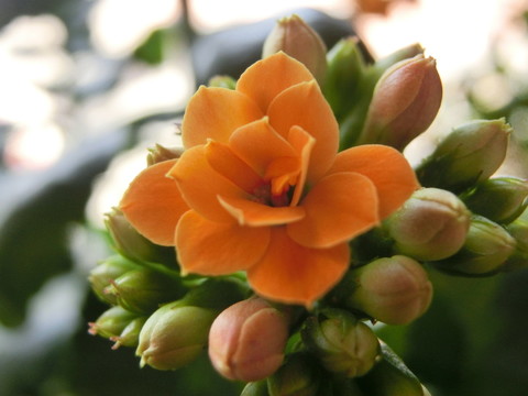 花卉