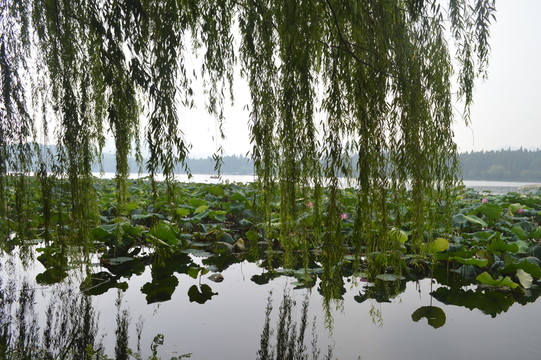 湖景