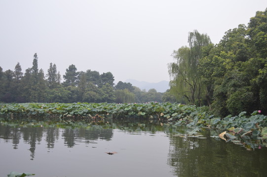 湖景
