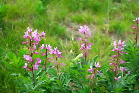 電腦水彩畫 山花