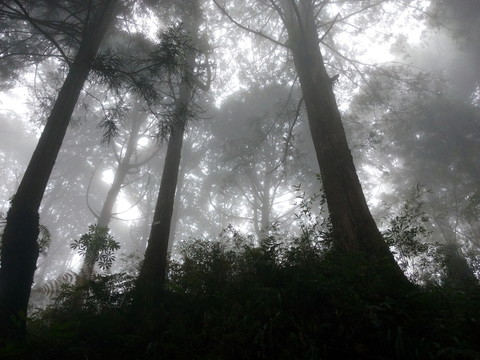 晨光 叢林 素材 風景 森林