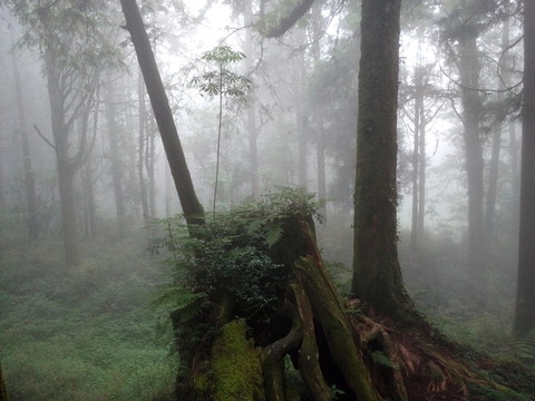 晨光 叢林 素材 風景 森林